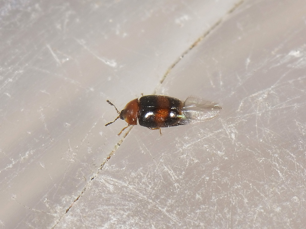 Mini coleottero - Arthrolips fasciata (cfr.) (Corylophidae)